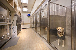 Animal-Care-Facilities-noise-control