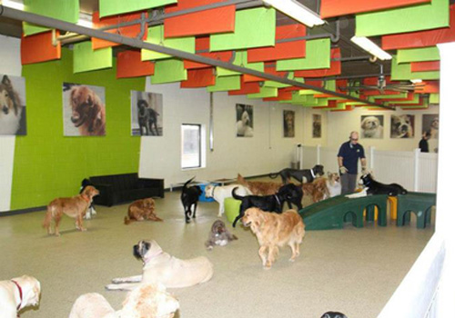 Pet-Care-Facility-Soundproofing-1