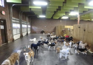 Pet-Care-Facility-Soundproofing-2