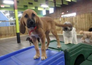 Pet-Care-Facility-Soundproofing-3