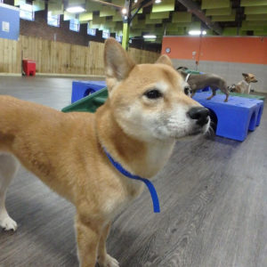 Pet-Care-Facility-Soundproofing-hpic